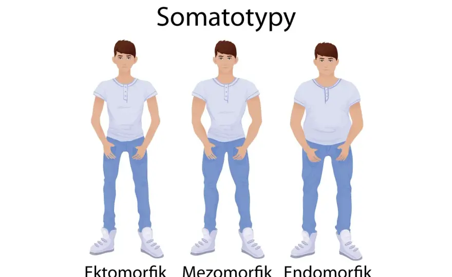 Endomorfik, ektomorfik, mezomorfik - Redukcja pod typ sylwetki?