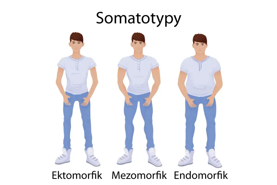 Endomorfik, ektomorfik, mezomorfik - Redukcja pod typ sylwetki?